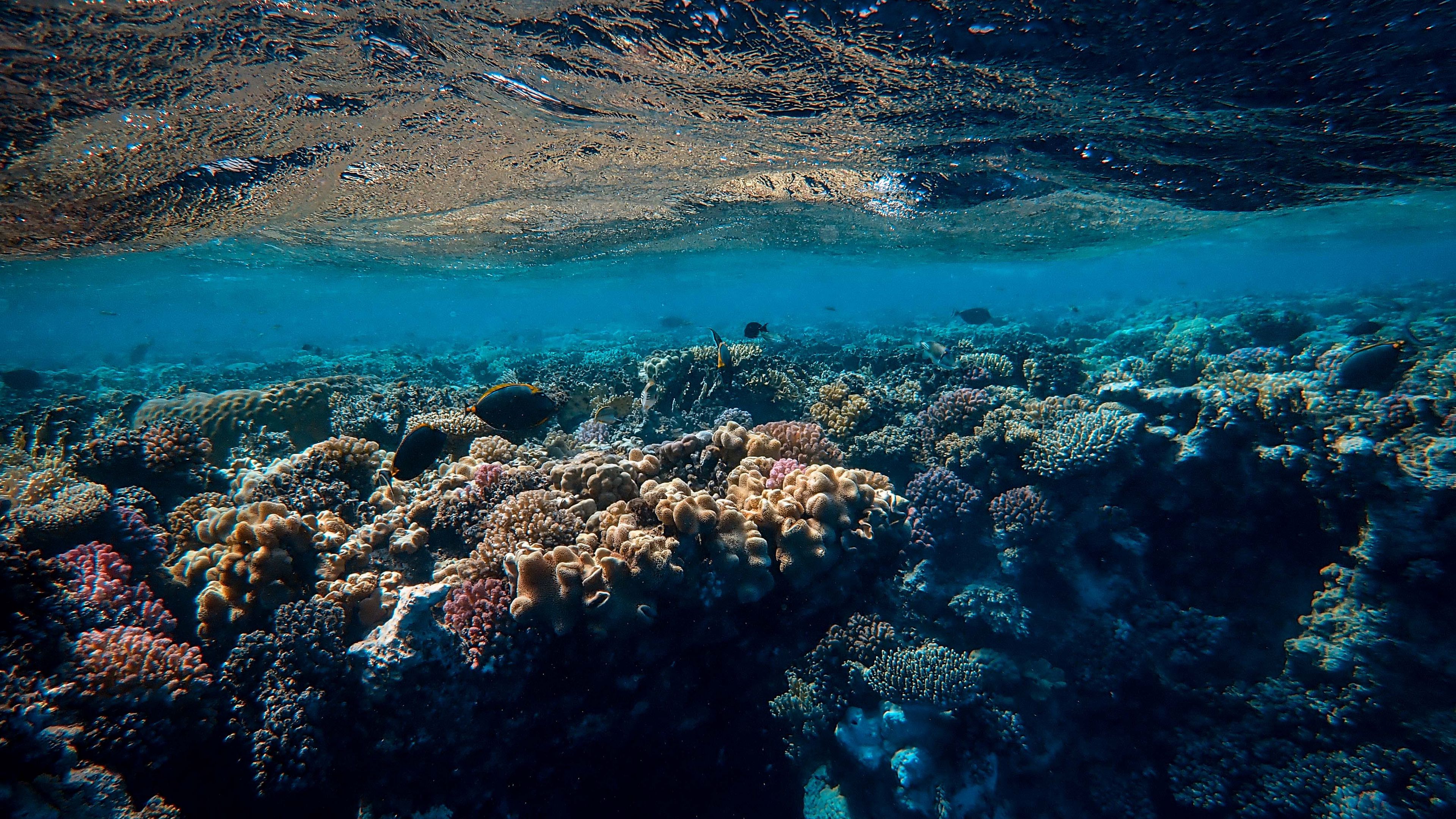 Khám phá thế giới dưới đáy đại dương với hình nền 3840x2160 sống động và hoành tráng. Tận hưởng không gian tuyệt đẹp của đại dương, với hàng trăm loài cá và san hô đầy màu sắc. Hãy khám phá và thức tỉnh trí tò mò trong bạn với hình nền này.