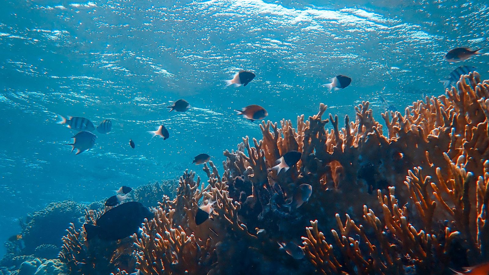 Download wallpaper 1600x900 underwater world, ocean, fish, corals, algae  widescreen 16:9 hd background