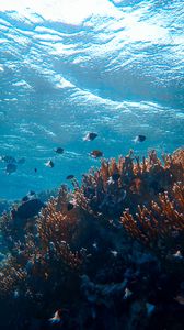 Preview wallpaper underwater world, ocean, fish, corals, algae