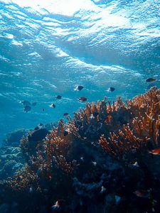 Preview wallpaper underwater world, ocean, fish, corals, algae