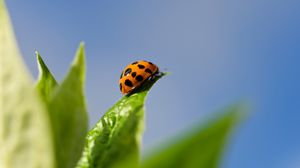 Preview wallpaper unusual ladybug, grass, background