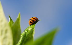 Preview wallpaper unusual ladybug, grass, background