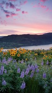 Preview wallpaper upins, sunflowers, flowers, fields, mountains, water, sky, nature