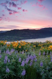 Preview wallpaper upins, sunflowers, flowers, fields, mountains, water, sky, nature