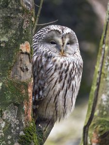 Preview wallpaper ural owl, owl, bird, wildlife, tree