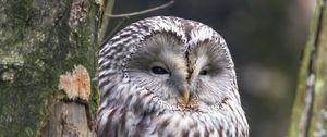 Preview wallpaper ural owl, owl, bird, wildlife, tree