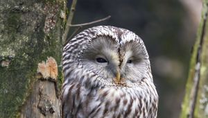 Preview wallpaper ural owl, owl, bird, wildlife, tree