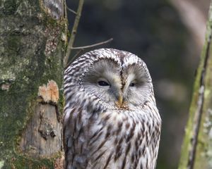 Preview wallpaper ural owl, owl, bird, wildlife, tree