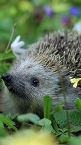 Preview wallpaper urchin spines, grass, flowers