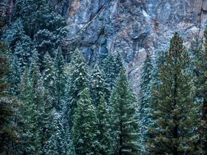 Preview wallpaper usa, california, yosemite, trees, forest