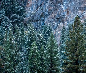 Preview wallpaper usa, california, yosemite, trees, forest