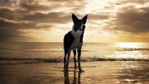 Preview wallpaper usa, florida, dog, beach