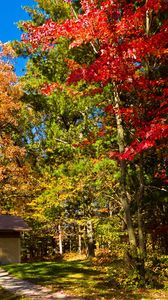 Preview wallpaper usa, wisconsin, leyk mils, lodge, wood, autumn, clearly, path, trees