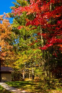 Preview wallpaper usa, wisconsin, leyk mils, lodge, wood, autumn, clearly, path, trees