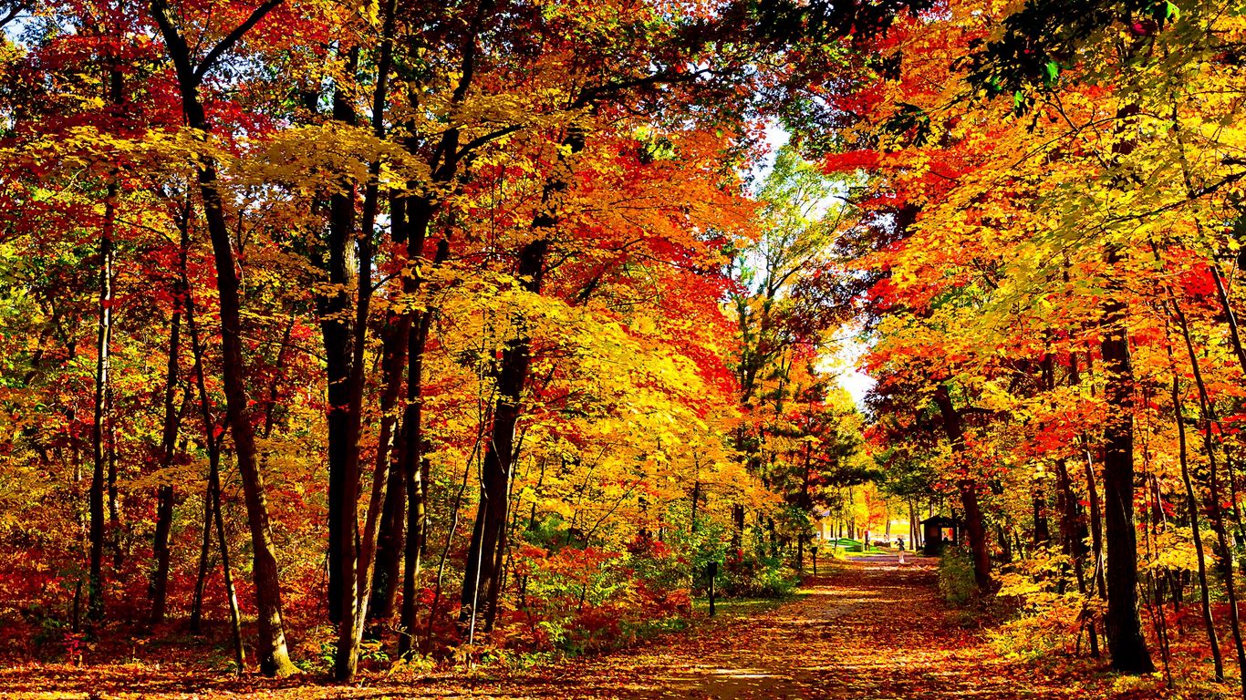 Download wallpaper 1366x768 usa wisconsin wood autumn trees leaf fall  brightly expensive tablet laptop hd background