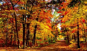 Preview wallpaper usa, wisconsin, wood, autumn, trees, leaf fall, brightly, expensive