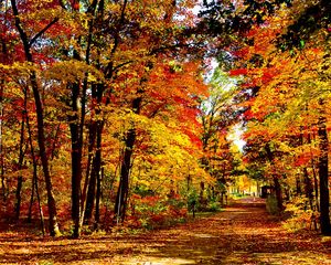 Preview wallpaper usa, wisconsin, wood, autumn, trees, leaf fall, brightly, expensive