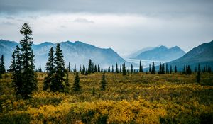 Preview wallpaper valley, bushes, landscape, trees, mountains