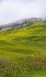 Preview wallpaper valley, flowers, grass, mountains, landscape