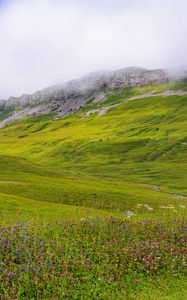 Preview wallpaper valley, flowers, grass, mountains, landscape