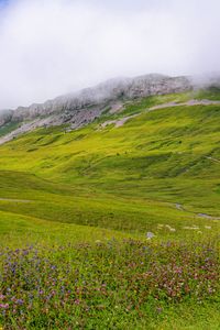 Preview wallpaper valley, flowers, grass, mountains, landscape