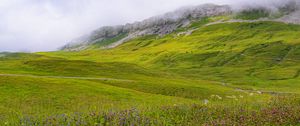 Preview wallpaper valley, flowers, grass, mountains, landscape