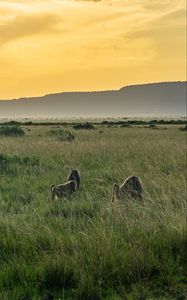 Preview wallpaper valley, grass, mountains, animals, nature