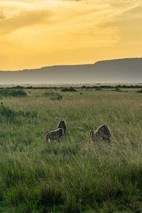 Preview wallpaper valley, grass, mountains, animals, nature