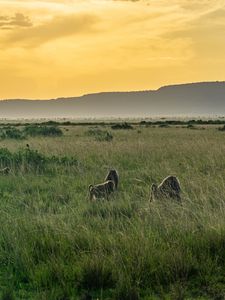 Preview wallpaper valley, grass, mountains, animals, nature