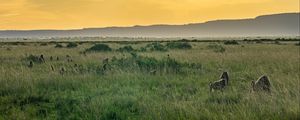 Preview wallpaper valley, grass, mountains, animals, nature