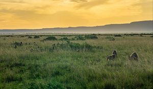 Preview wallpaper valley, grass, mountains, animals, nature