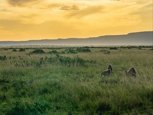 Preview wallpaper valley, grass, mountains, animals, nature