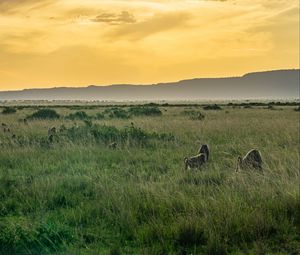 Preview wallpaper valley, grass, mountains, animals, nature