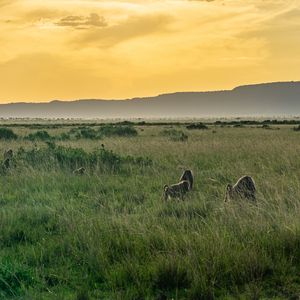 Preview wallpaper valley, grass, mountains, animals, nature