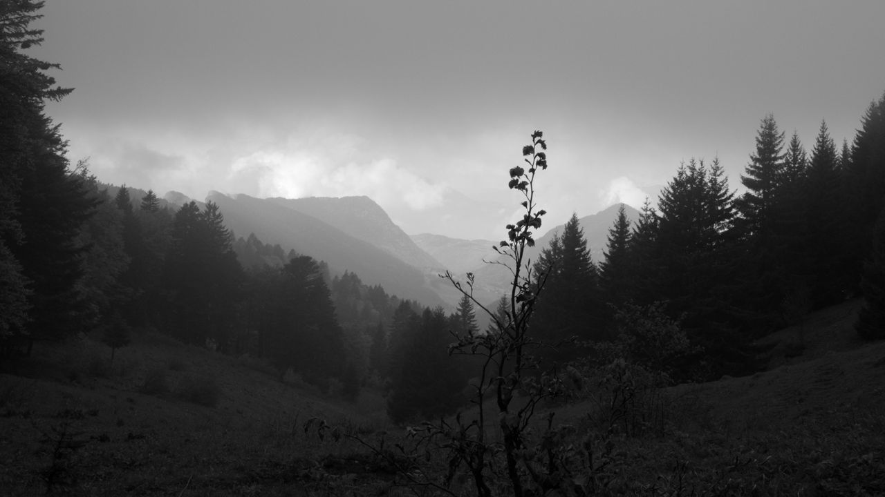 Wallpaper valley, hills, trees, black and white, nature