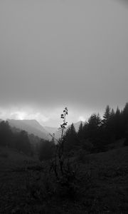 Preview wallpaper valley, hills, trees, black and white, nature