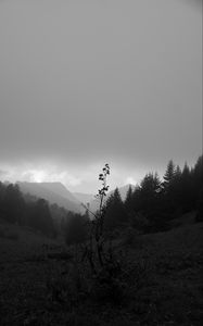 Preview wallpaper valley, hills, trees, black and white, nature