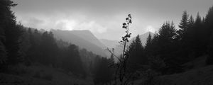 Preview wallpaper valley, hills, trees, black and white, nature