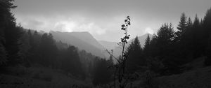 Preview wallpaper valley, hills, trees, black and white, nature