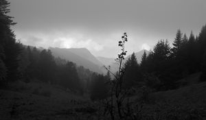 Preview wallpaper valley, hills, trees, black and white, nature