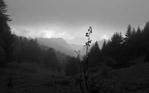 Preview wallpaper valley, hills, trees, black and white, nature