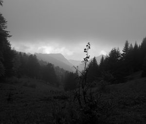 Preview wallpaper valley, hills, trees, black and white, nature