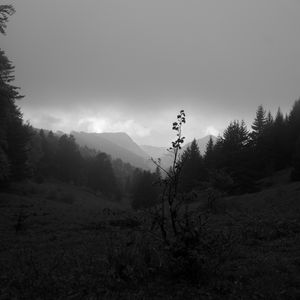 Preview wallpaper valley, hills, trees, black and white, nature