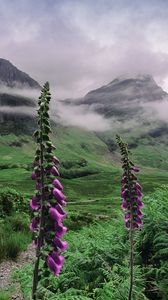 Preview wallpaper valley, mountains, flowers, fog, landscape