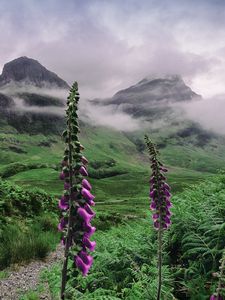 Preview wallpaper valley, mountains, flowers, fog, landscape