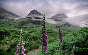 Preview wallpaper valley, mountains, flowers, fog, landscape