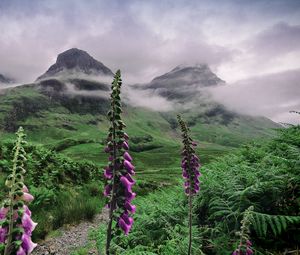 Preview wallpaper valley, mountains, flowers, fog, landscape