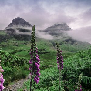 Preview wallpaper valley, mountains, flowers, fog, landscape