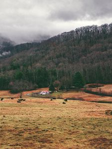 Preview wallpaper valley, mountains, grass, trees, fog