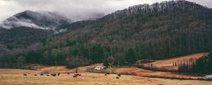 Preview wallpaper valley, mountains, grass, trees, fog